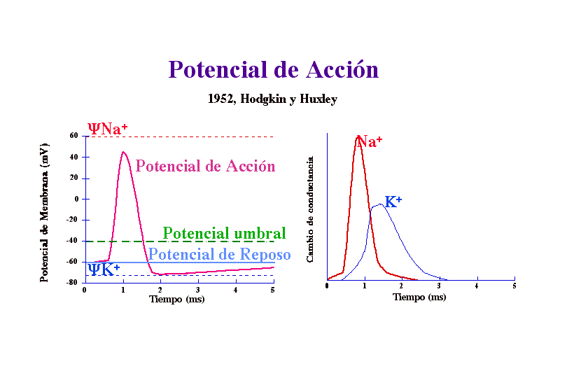 Estructuras Y funciones De Las Celulas Del Sistema Nervioso