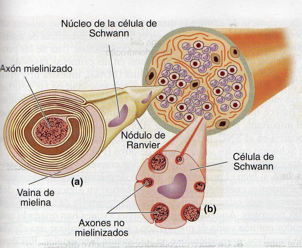 Estructuras Y funciones De Las Celulas Del Sistema Nervioso
