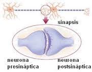 Estructuras Y funciones De Las Celulas Del Sistema Nervioso
