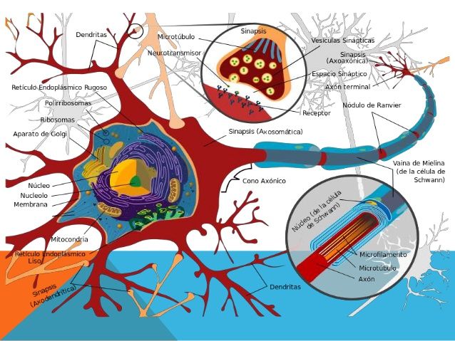 Estructuras Y funciones De Las Celulas Del Sistema Nervioso