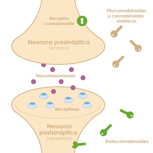 Estructuras Y funciones De Las Celulas Del Sistema Nervioso