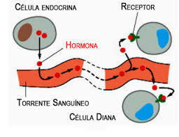 Estructuras Y funciones De Las Celulas Del Sistema Nervioso