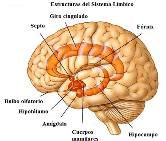 Desarrollo neurológico (gestación-nacimiento)