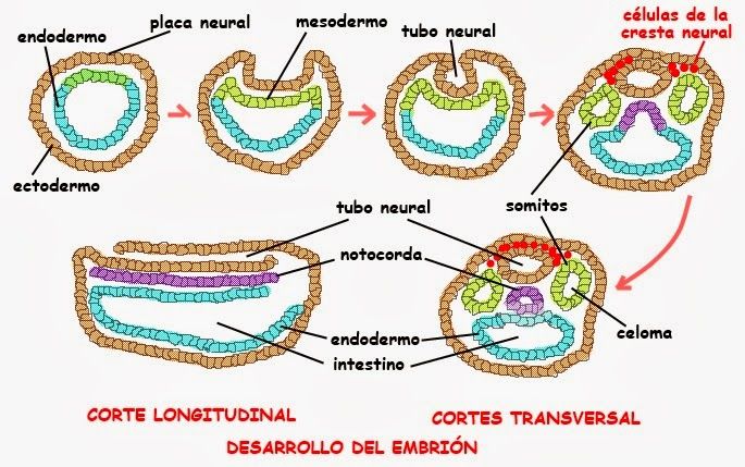 Desarrollo neurológico (gestación-nacimiento)