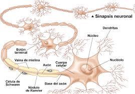 CAPITULO 2 ESTRUCTURA Y FUNCIONES DE LAS CELULAS DEL SISTEMA NERVIOSO
