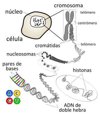 CAPITULO 2 ESTRUCTURA Y FUNCIONES DE LAS CELULAS DEL SISTEMA NERVIOSO