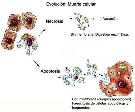 Desarrollo neurológico (gestación-nacimiento)