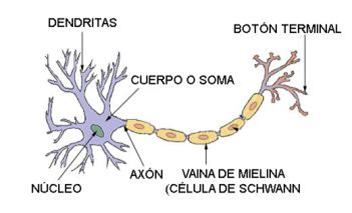 Desarrollo neurológico (gestación-nacimiento)