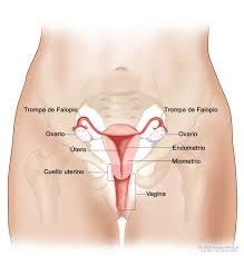 LINEAS DE ACCION DEL ESTADO PARA TRABAJAR LA SALUD SEXUAL Y REPRODUCTIVA.