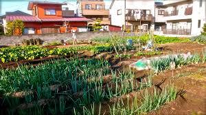 Agricultura urbana en el marco de un urbanismo sostenible