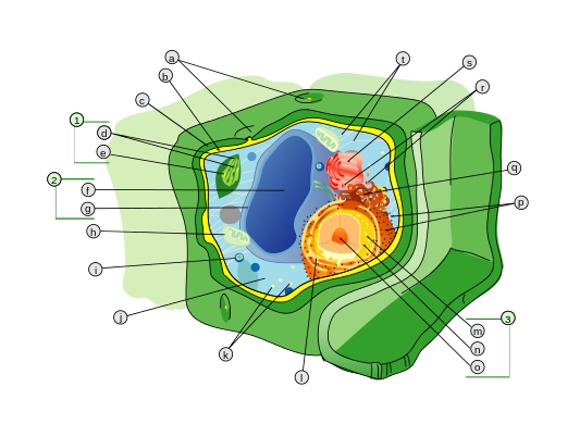 Comparación de los orgánulos en las células animal /vegetal