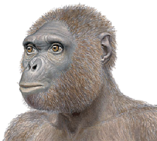 Evolución de los seres humanos por Lindsay Laboranti G.