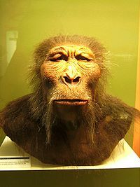 Evolución de los seres humanos por Lindsay Laboranti G.