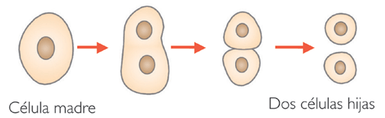 Diferencias celula procariota y ecucariota