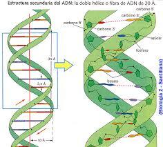 Diferencias celula procariota y ecucariota