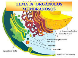 Diferencias celula procariota y ecucariota