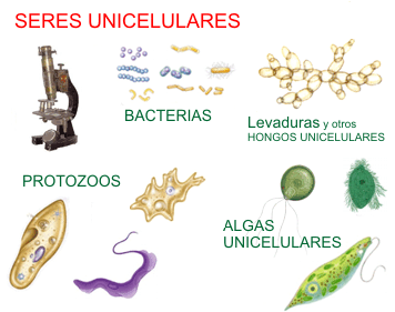 Diferencias celula procariota y ecucariota