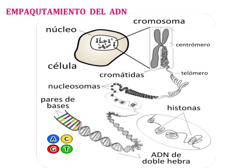 Diferencias celula procariota y ecucariota