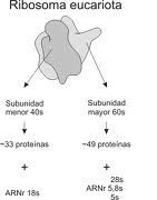 Diferencias celula procariota y ecucariota