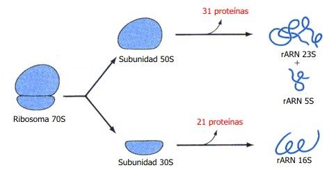 Diferencias celula procariota y ecucariota