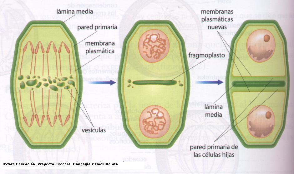 Diferencias celula procariota y ecucariota