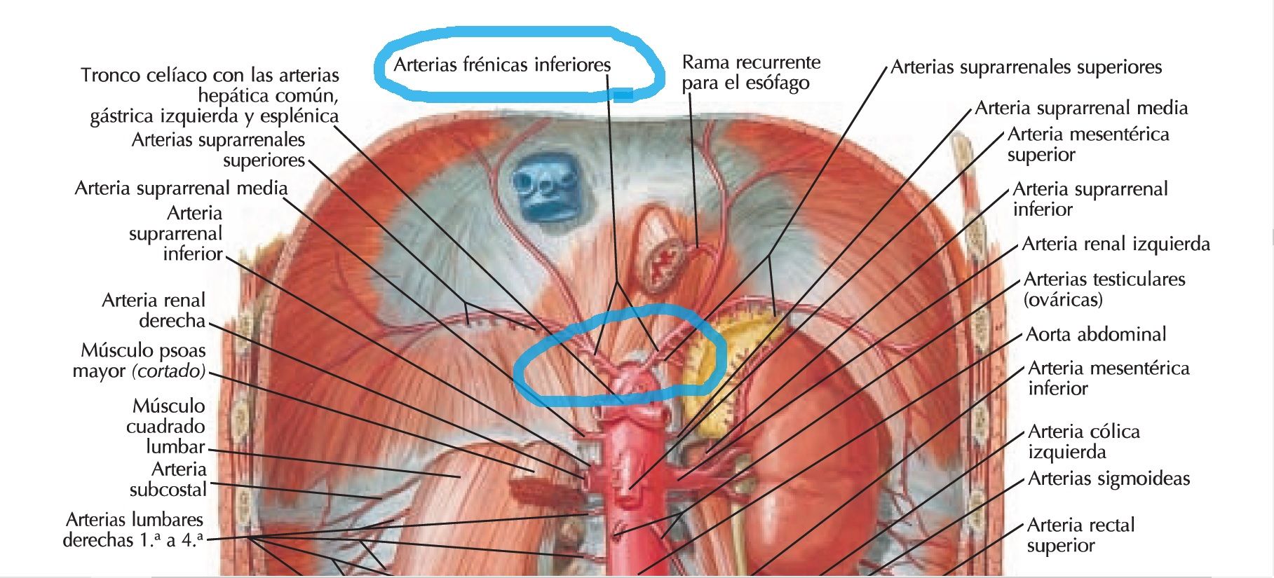 Criculación del Abdomen