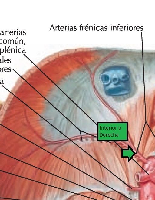 Criculación del Abdomen