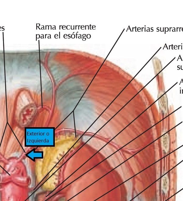 Criculación del Abdomen