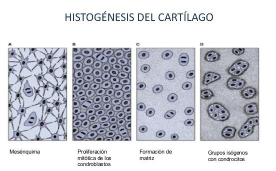 Tejido cartilaginoso
