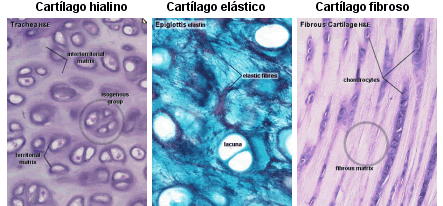 Tejido cartilaginoso