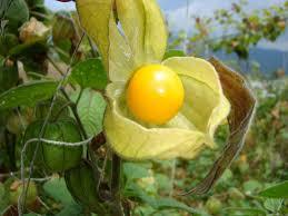 Reconocimiento y caracterización ecológica de la flora arvense asociada al cultivo de Uchuva