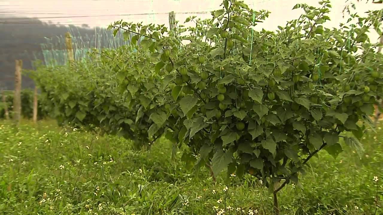 Reconocimiento y caracterización ecológica de la flora arvense asociada al cultivo de Uchuva