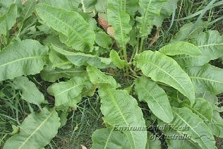 Reconocimiento y caracterización ecológica de la flora arvense asociada al cultivo de Uchuva