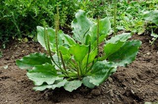 Reconocimiento y caracterización ecológica de la flora arvense asociada al cultivo de Uchuva