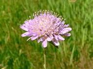 Reconocimiento y caracterización ecológica de la flora arvense asociada al cultivo de Uchuva