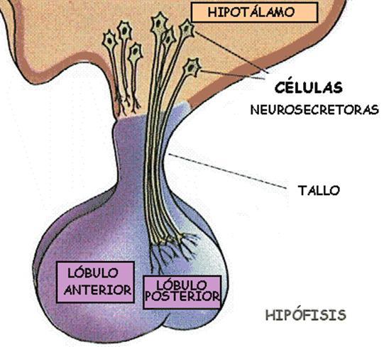 Hormona antídiuretica y Oxitocina