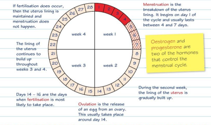 Edexcel GCSE Triple Science - The Menstrual Cycle and Hormone Control