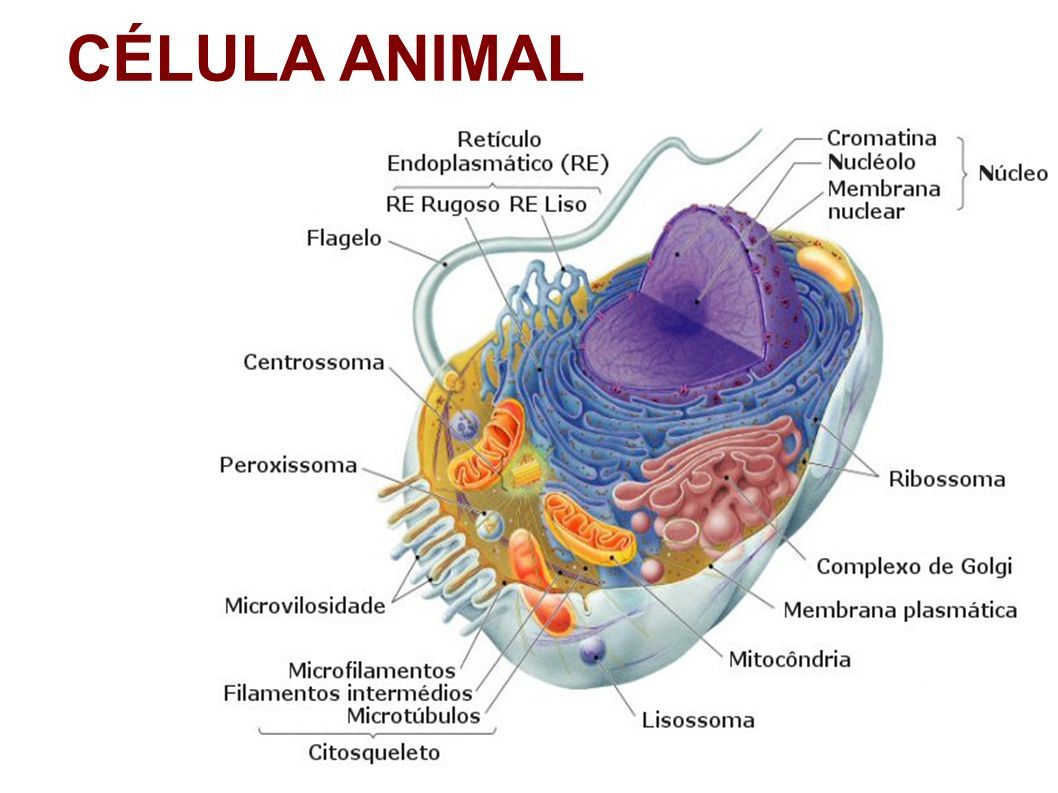 La celula . es la unidad fundamental morfolojica y fisiologica de todos los seres vivos