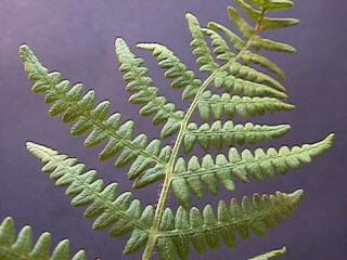 REPRODUCCION EN PLANTAS SIN FLORES 02