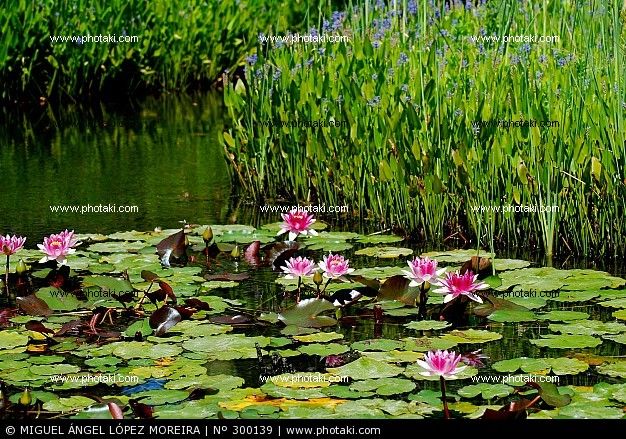 REPRODUCCION EN PLANTAS SIN FLORES 02