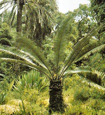 REPRODUCCION EN PLANTAS SIN FLORES 02