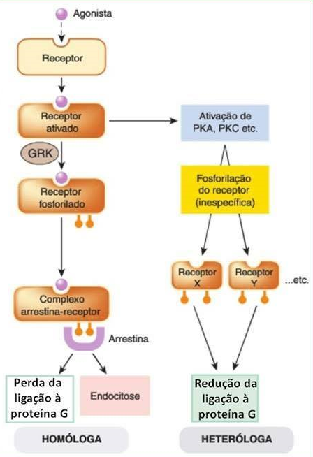 Recetores acoplados à proteína G