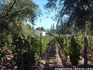 De las siestas entre parras y frutales, a las aulas del saber