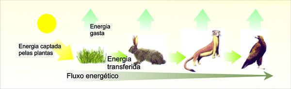 Energia e Matéria nos Ecossistemas