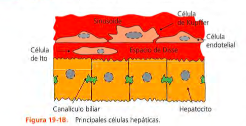 Enfermedad gástrica, intestinal y pancreática exocrina