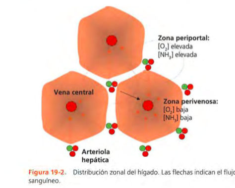 Enfermedad gástrica, intestinal y pancreática exocrina