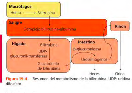 Enfermedad gástrica, intestinal y pancreática exocrina