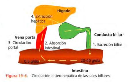Enfermedad gástrica, intestinal y pancreática exocrina