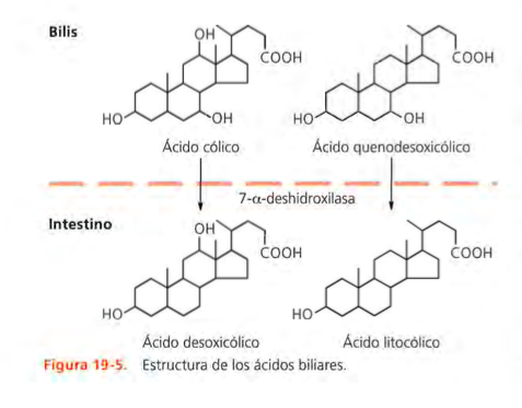 Enfermedad gástrica, intestinal y pancreática exocrina