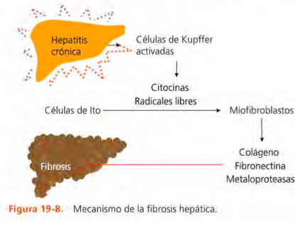 Enfermedad gástrica, intestinal y pancreática exocrina
